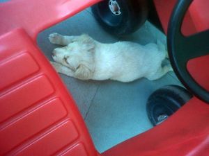 1073247_514365991979029_1808606259_o