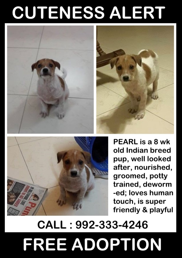 pearl adoption
