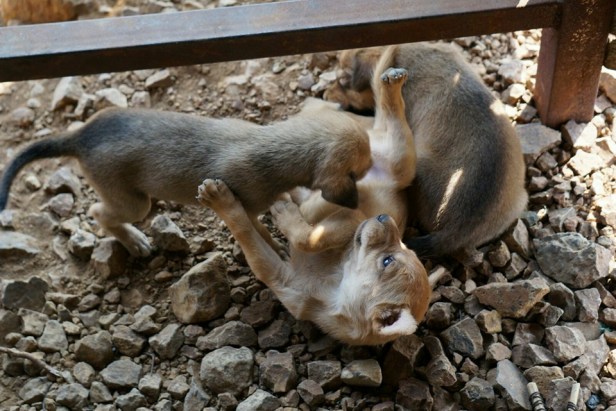 12806069_10156786826205413_3169336451772190216_n