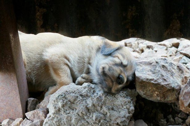 12813897_10156786821270413_5040431606213372160_n