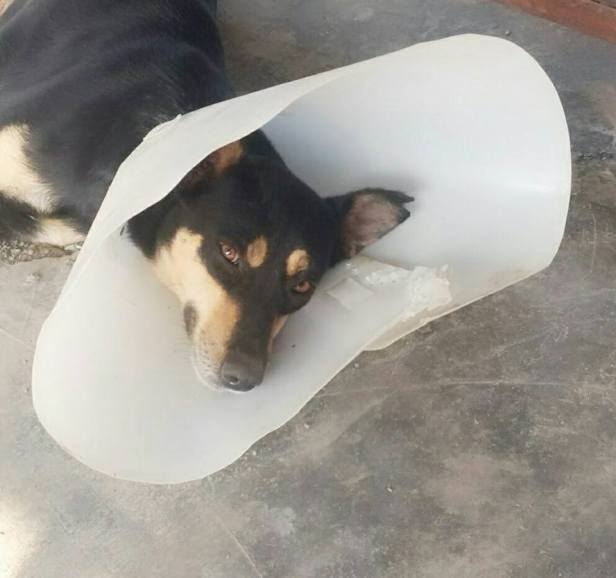 16142927_1799268136993811_4692032043426646354_n